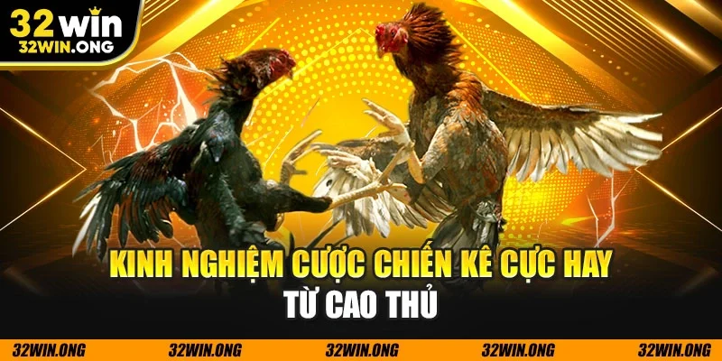 Kinh nghiệm cược chiến kê cực hay từ cao thủ